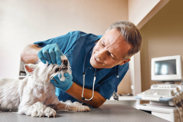 Best Pediatric Emergency Dentist in Chalfant, CA